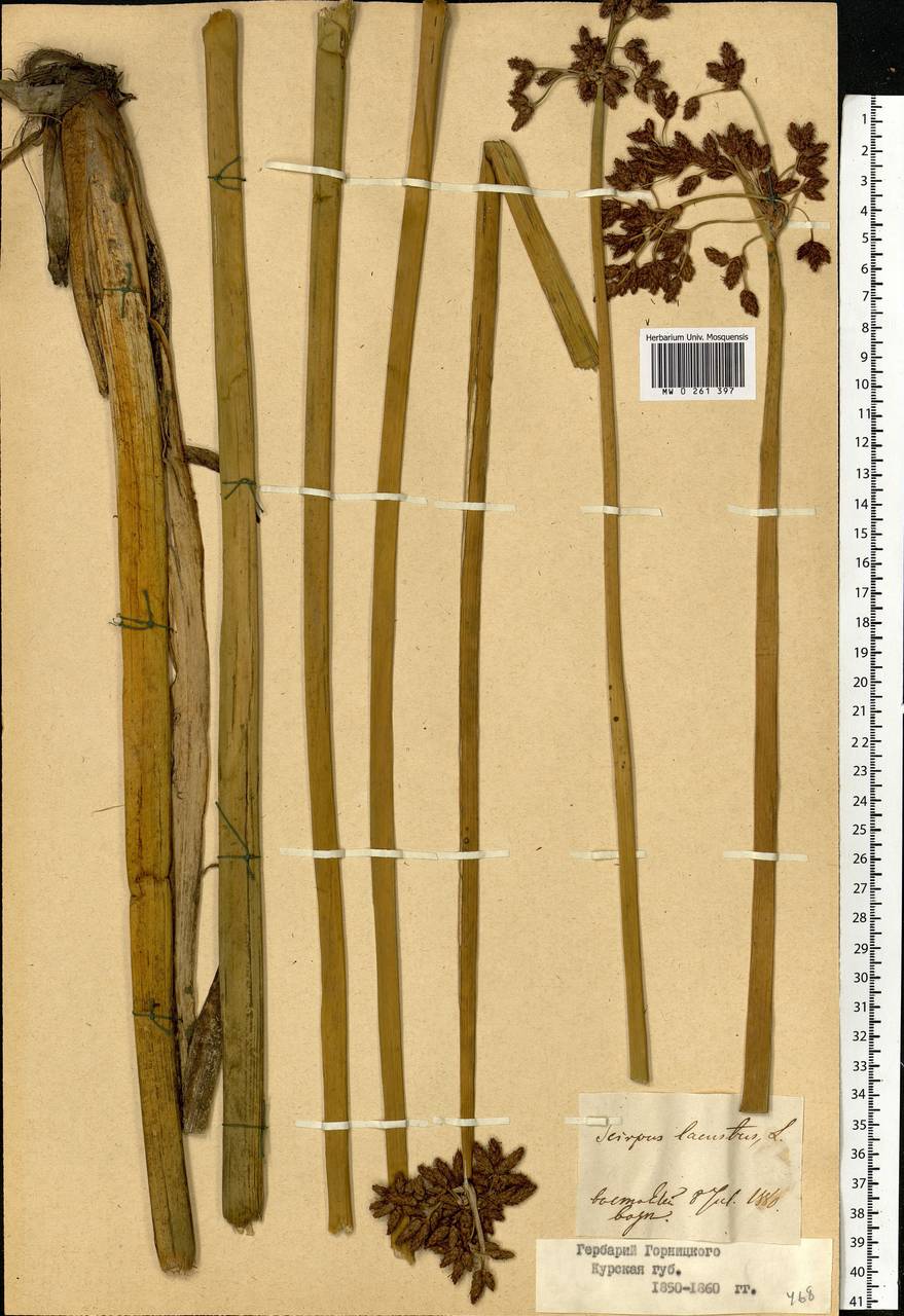 Schoenoplectus lacustris (L.) Palla, Eastern Europe, Central forest-and-steppe region (E6) (Russia)