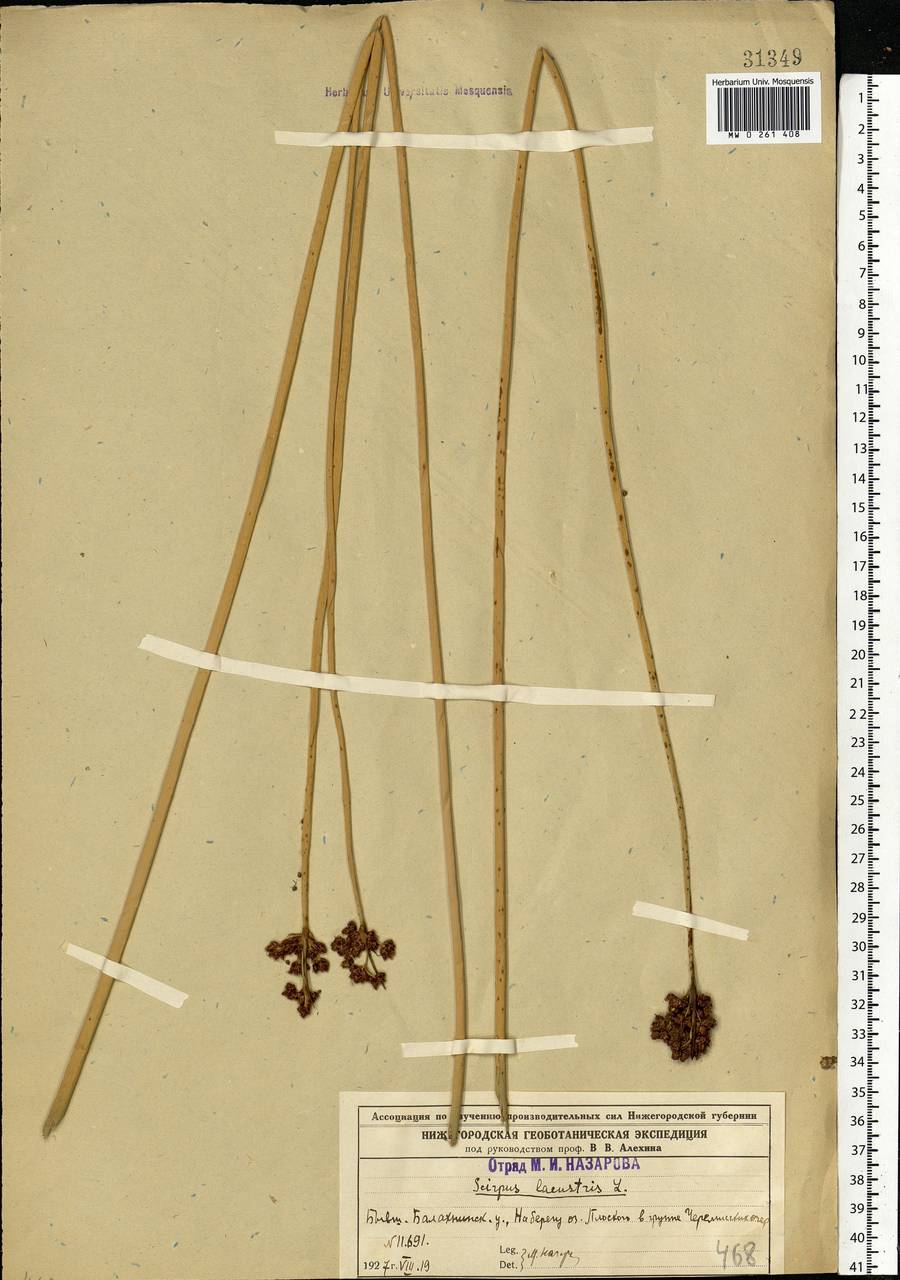 Schoenoplectus lacustris (L.) Palla, Eastern Europe, Volga-Kama region (E7) (Russia)