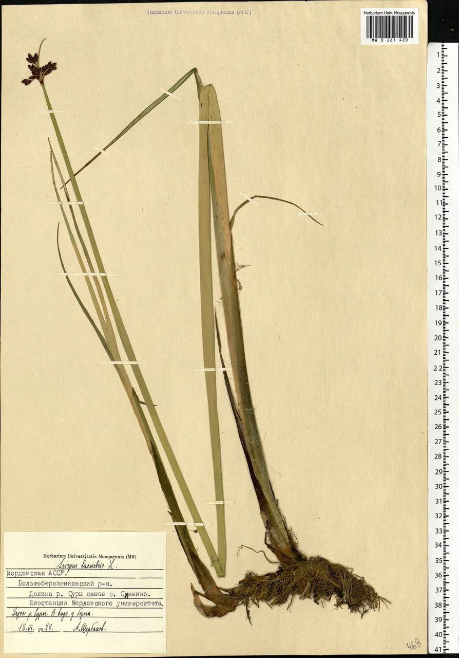 Schoenoplectus lacustris (L.) Palla, Eastern Europe, Middle Volga region (E8) (Russia)