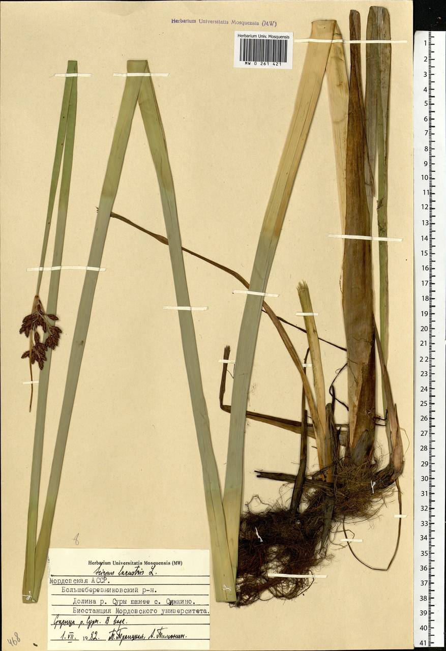 Schoenoplectus lacustris (L.) Palla, Eastern Europe, Middle Volga region (E8) (Russia)