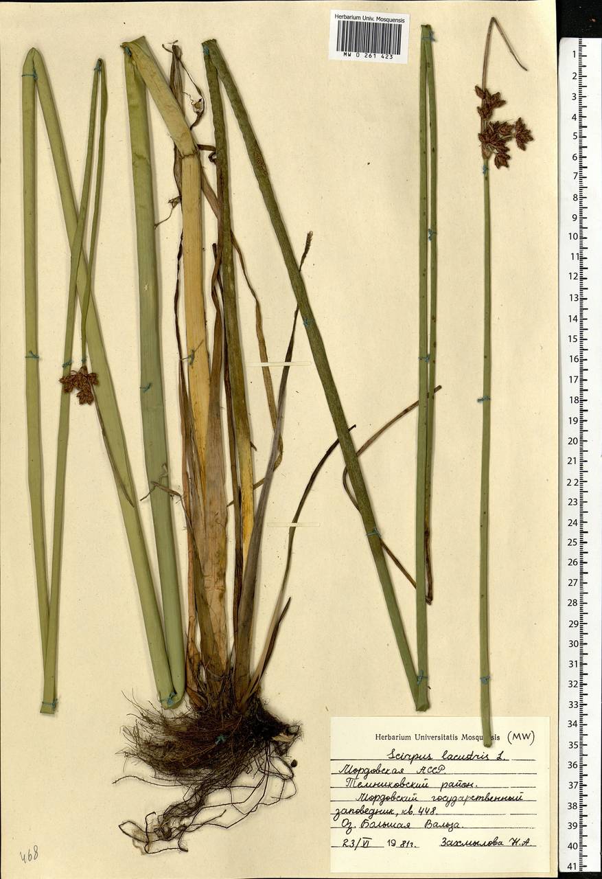 Schoenoplectus lacustris (L.) Palla, Eastern Europe, Middle Volga region (E8) (Russia)