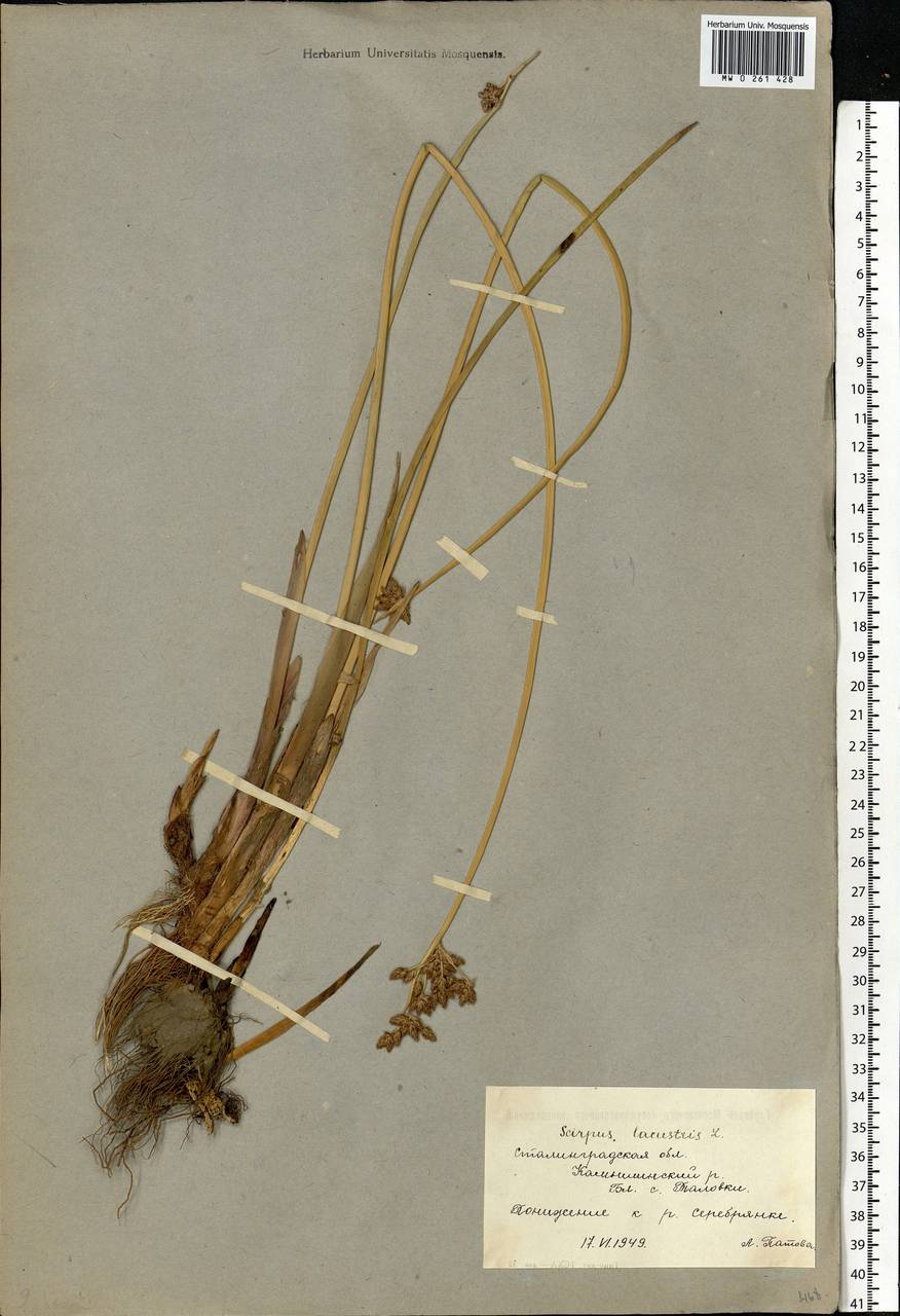 Schoenoplectus lacustris (L.) Palla, Eastern Europe, Lower Volga region (E9) (Russia)