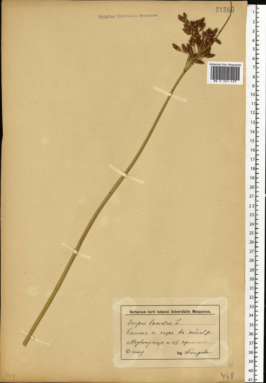 Schoenoplectus lacustris (L.) Palla, Eastern Europe, Lower Volga region (E9) (Russia)