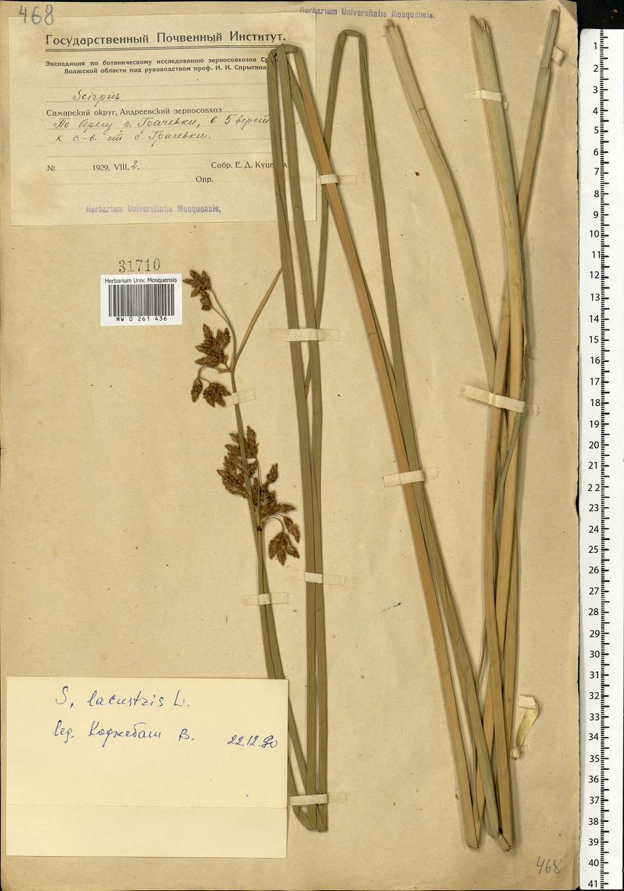 Schoenoplectus lacustris (L.) Palla, Eastern Europe, Middle Volga region (E8) (Russia)