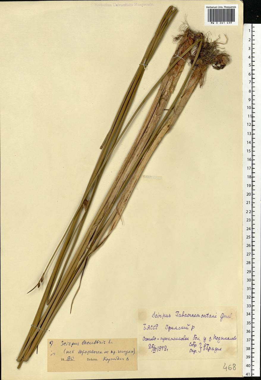 Schoenoplectus lacustris (L.) Palla, Eastern Europe, Eastern region (E10) (Russia)