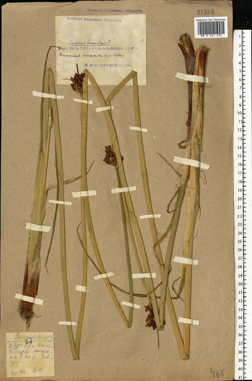 Schoenoplectus lacustris (L.) Palla, Eastern Europe, South Ukrainian region (E12) (Ukraine)