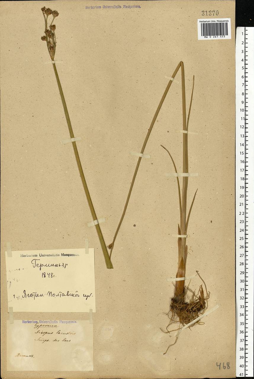 Schoenoplectus lacustris (L.) Palla, Eastern Europe, North Ukrainian region (E11) (Ukraine)