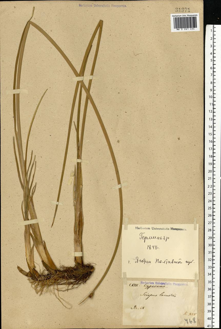 Schoenoplectus lacustris (L.) Palla, Eastern Europe, North Ukrainian region (E11) (Ukraine)