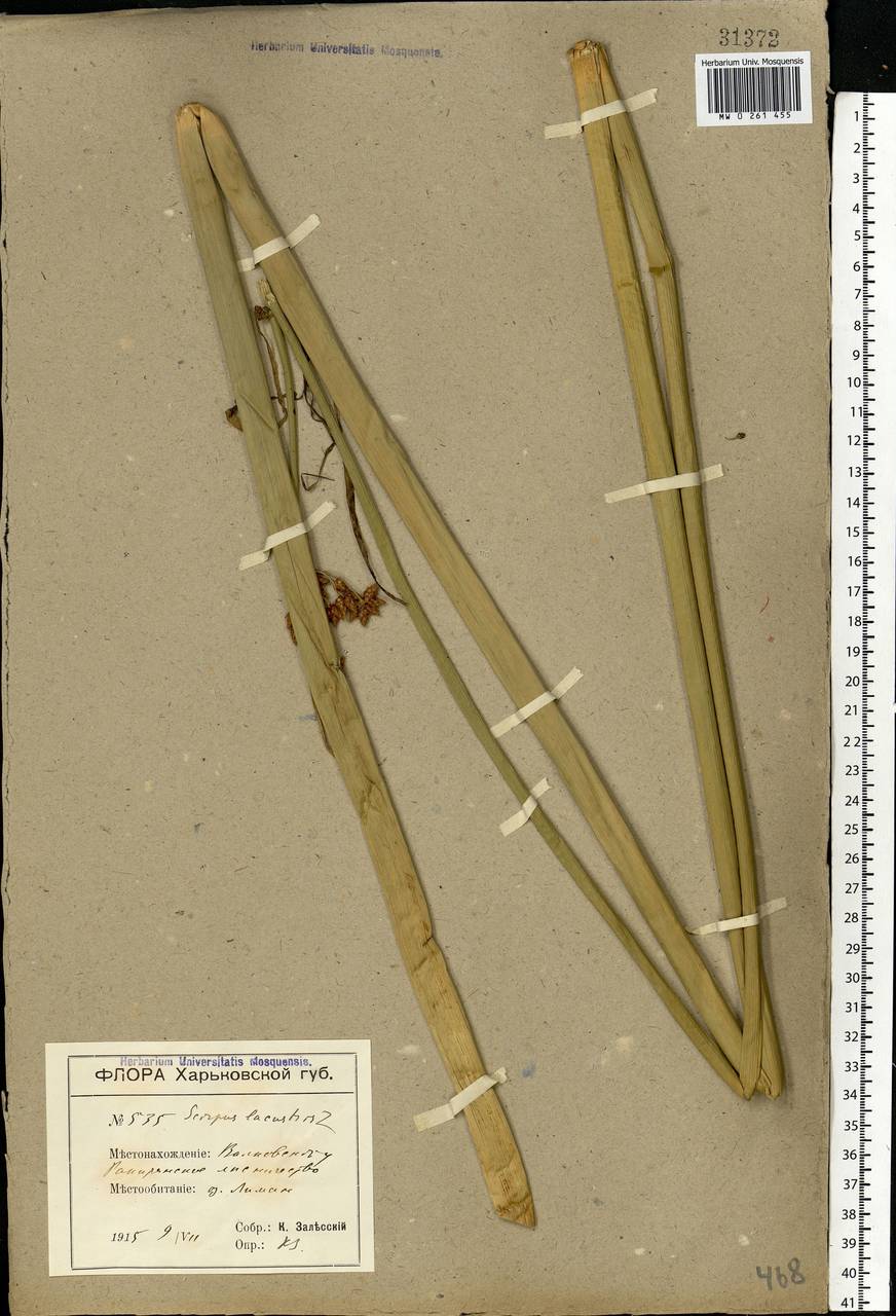 Schoenoplectus lacustris (L.) Palla, Eastern Europe, North Ukrainian region (E11) (Ukraine)