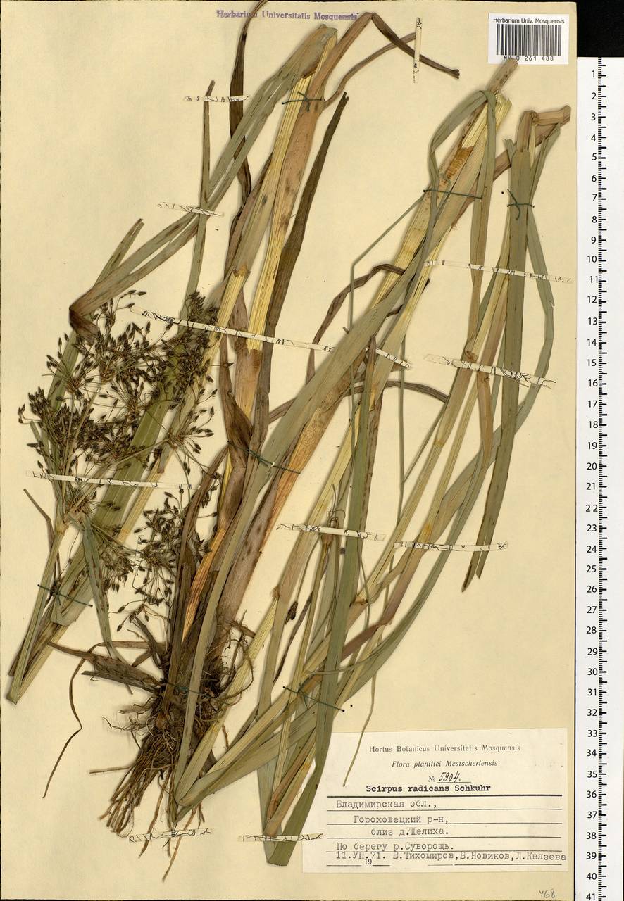 Scirpus radicans Schkuhr, Eastern Europe, Central region (E4) (Russia)