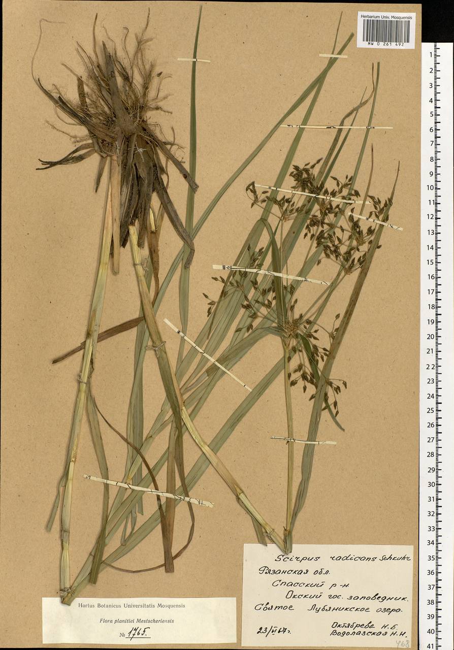 Scirpus radicans Schkuhr, Eastern Europe, Central region (E4) (Russia)