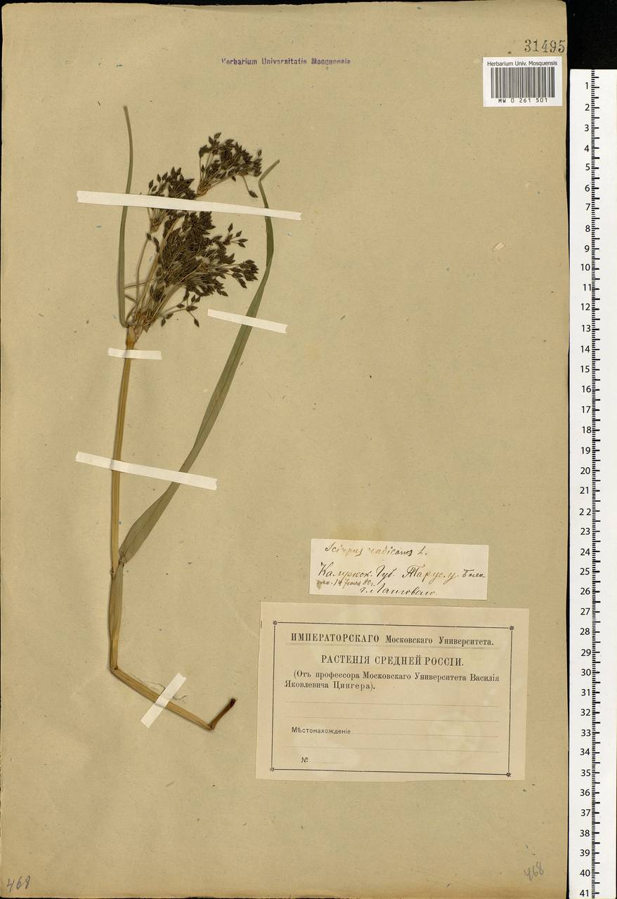 Scirpus radicans Schkuhr, Eastern Europe, Central region (E4) (Russia)