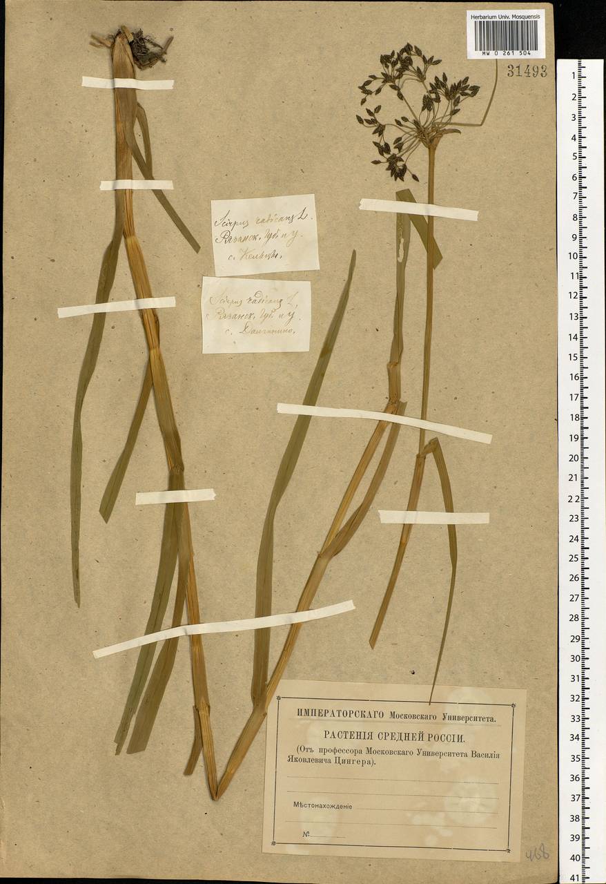 Scirpus radicans Schkuhr, Eastern Europe, Central region (E4) (Russia)