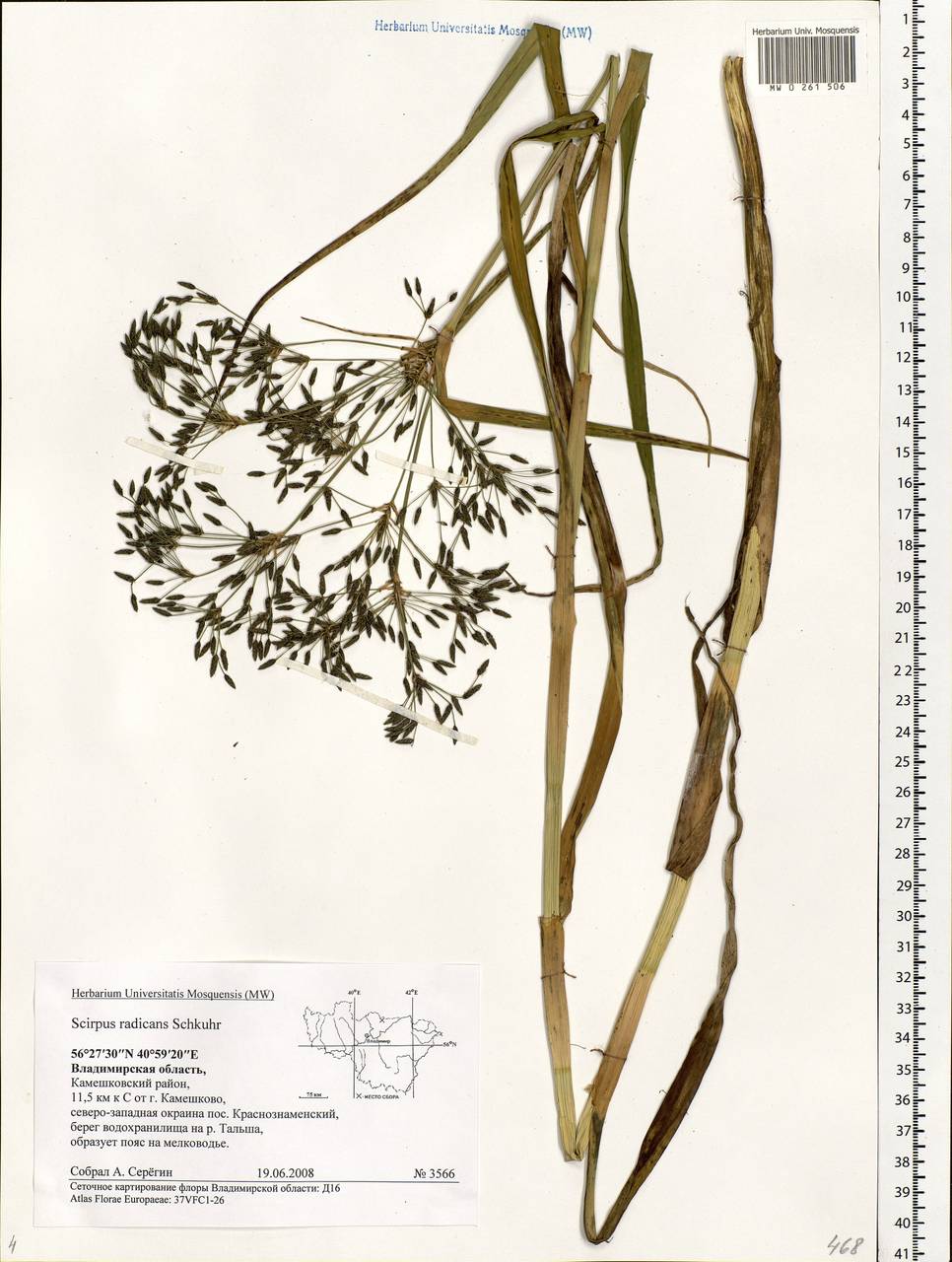 Scirpus radicans Schkuhr, Eastern Europe, Central region (E4) (Russia)