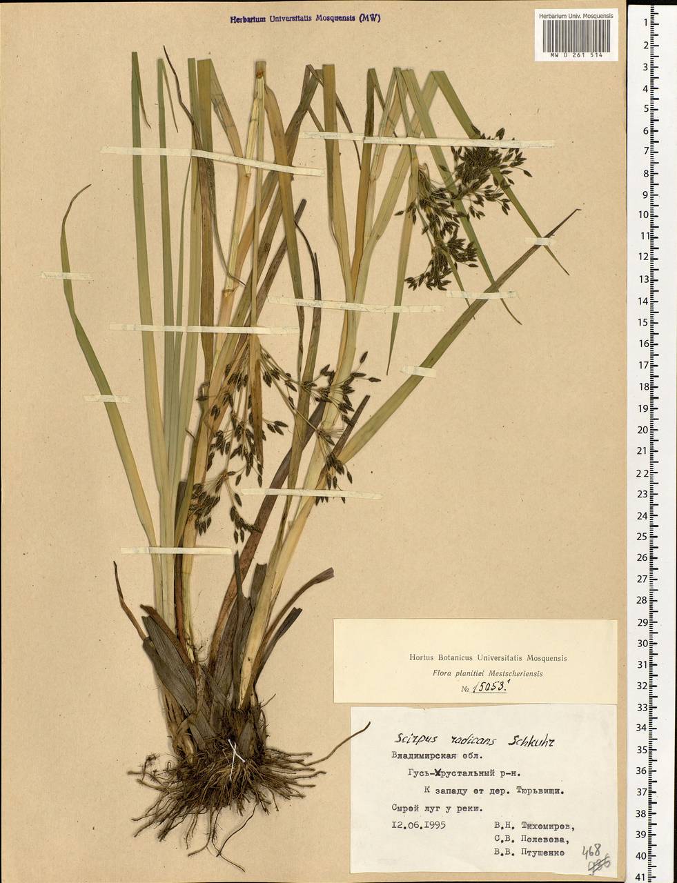 Scirpus radicans Schkuhr, Eastern Europe, Central region (E4) (Russia)