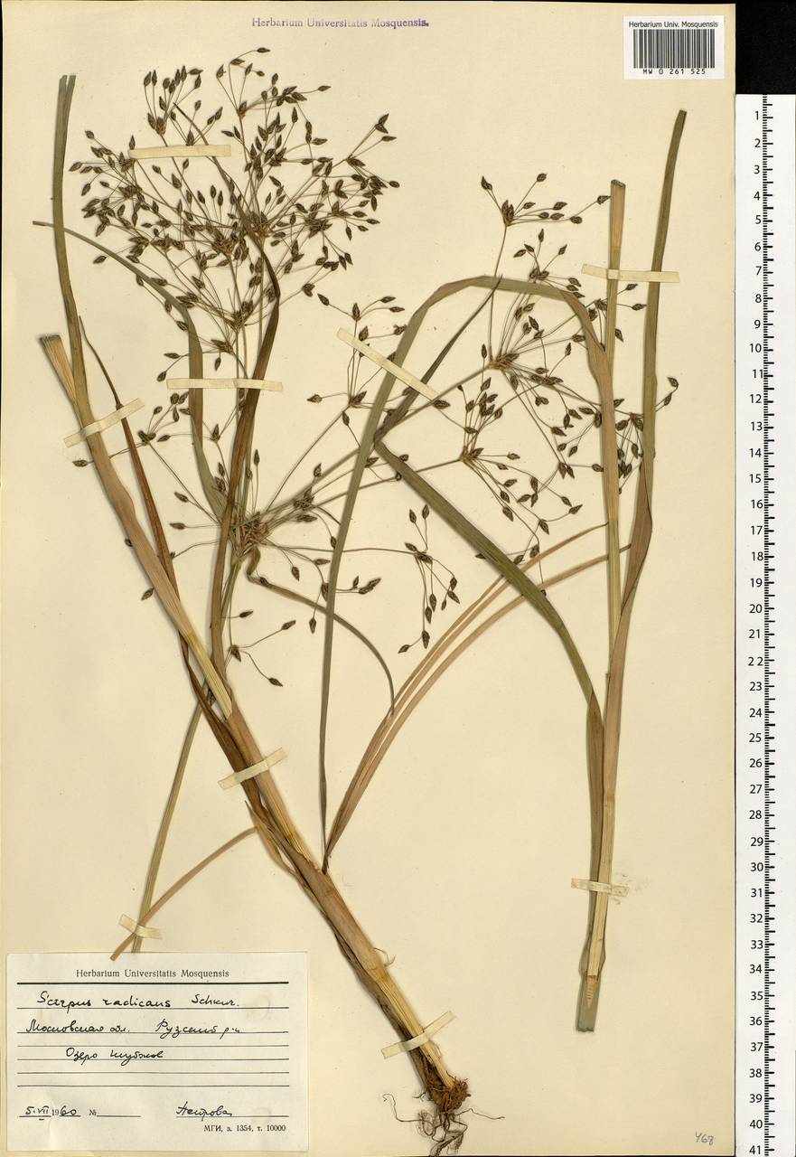 Scirpus radicans Schkuhr, Eastern Europe, Moscow region (E4a) (Russia)