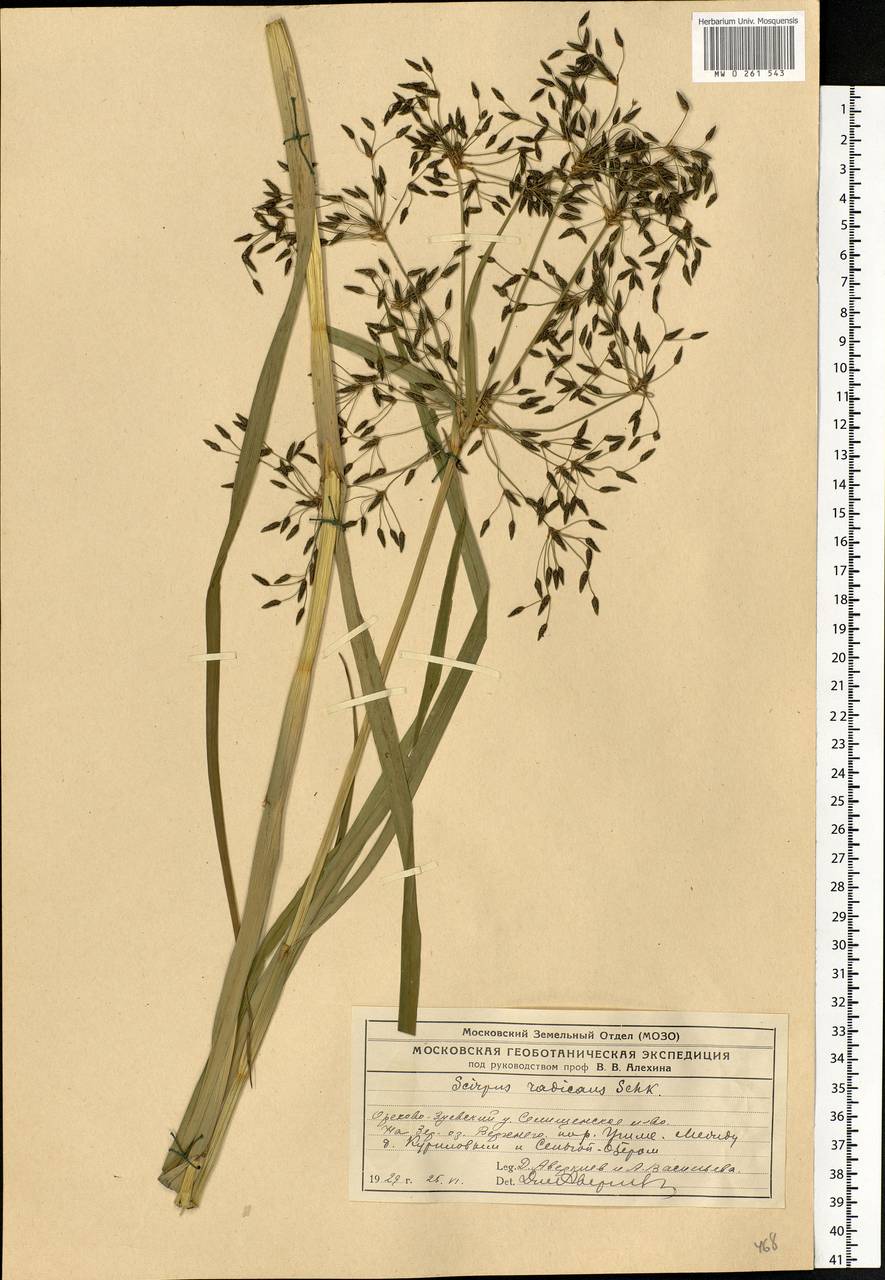 Scirpus radicans Schkuhr, Eastern Europe, Central region (E4) (Russia)