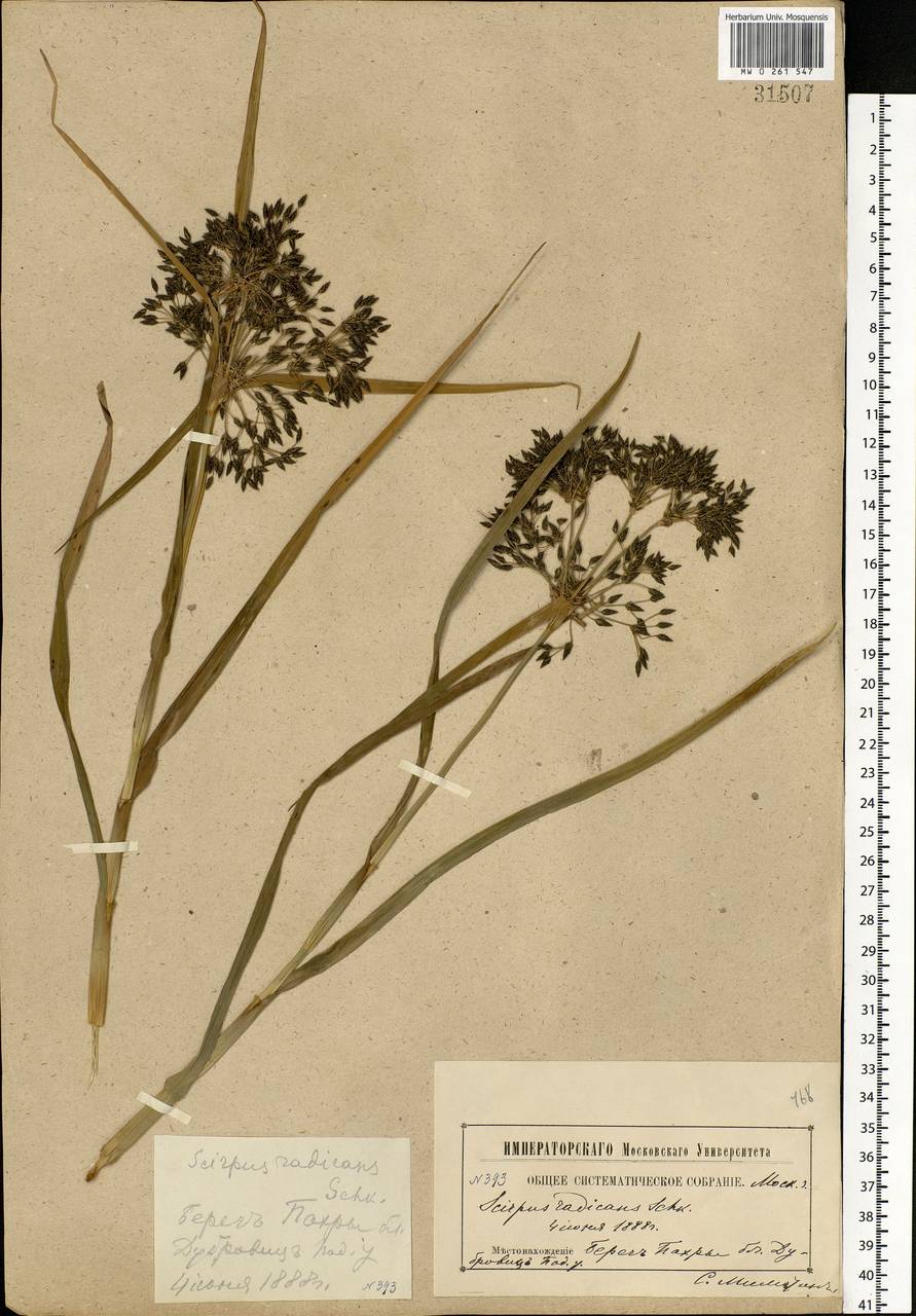 Scirpus radicans Schkuhr, Eastern Europe, Moscow region (E4a) (Russia)