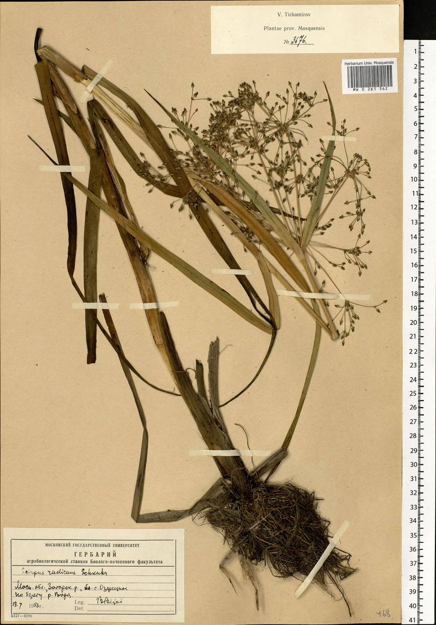 Scirpus radicans Schkuhr, Eastern Europe, Moscow region (E4a) (Russia)