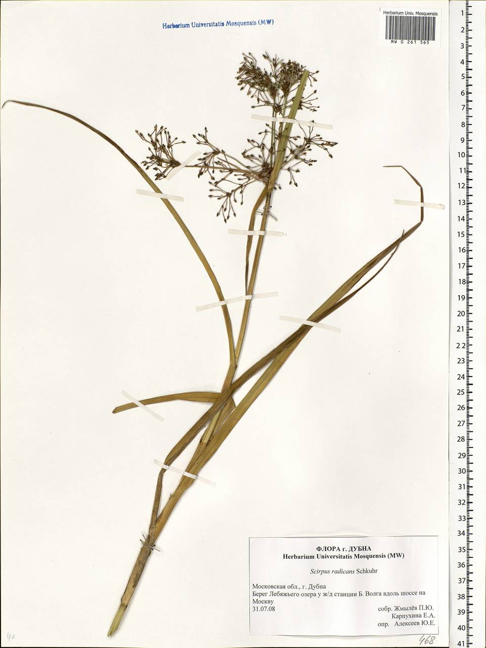 Scirpus radicans Schkuhr, Eastern Europe, Moscow region (E4a) (Russia)