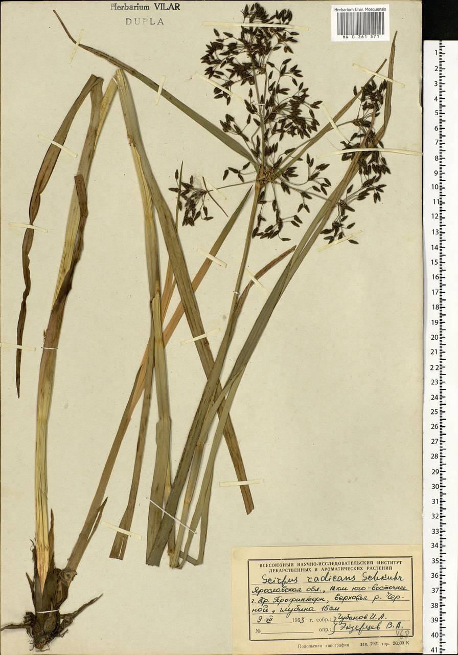 Scirpus radicans Schkuhr, Eastern Europe, Central forest region (E5) (Russia)