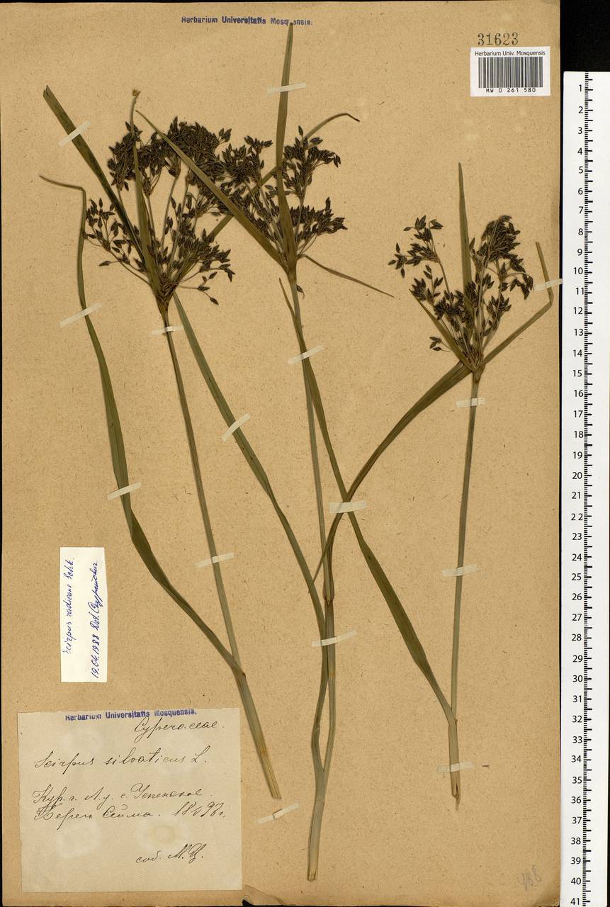Scirpus radicans Schkuhr, Eastern Europe, Central forest-and-steppe region (E6) (Russia)