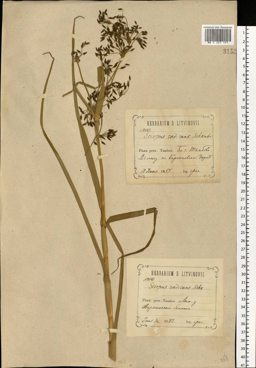 Scirpus radicans Schkuhr, Eastern Europe, Central forest-and-steppe region (E6) (Russia)
