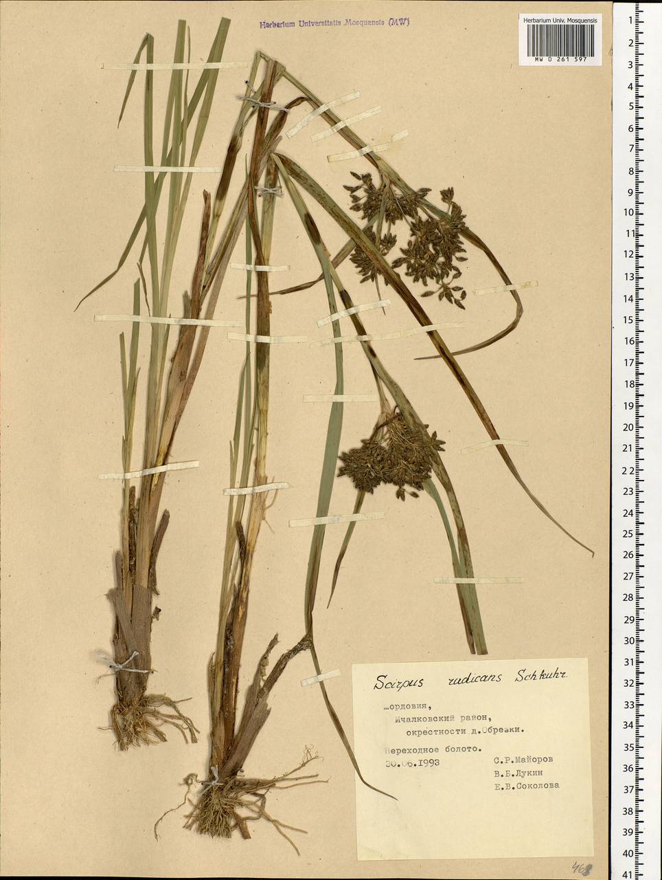 Scirpus radicans Schkuhr, Eastern Europe, Middle Volga region (E8) (Russia)
