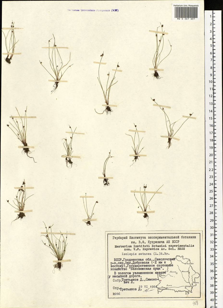 Isolepis setacea (L.) R.Br., Eastern Europe, Belarus (E3a) (Belarus)