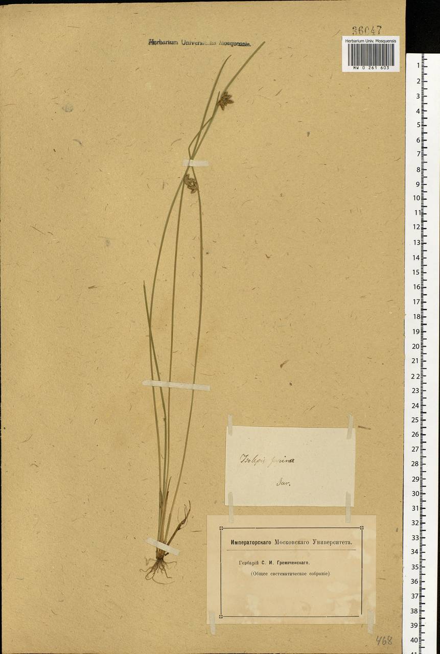 Schoenoplectiella supina (L.) Lye, Eastern Europe, Lower Volga region (E9) (Russia)