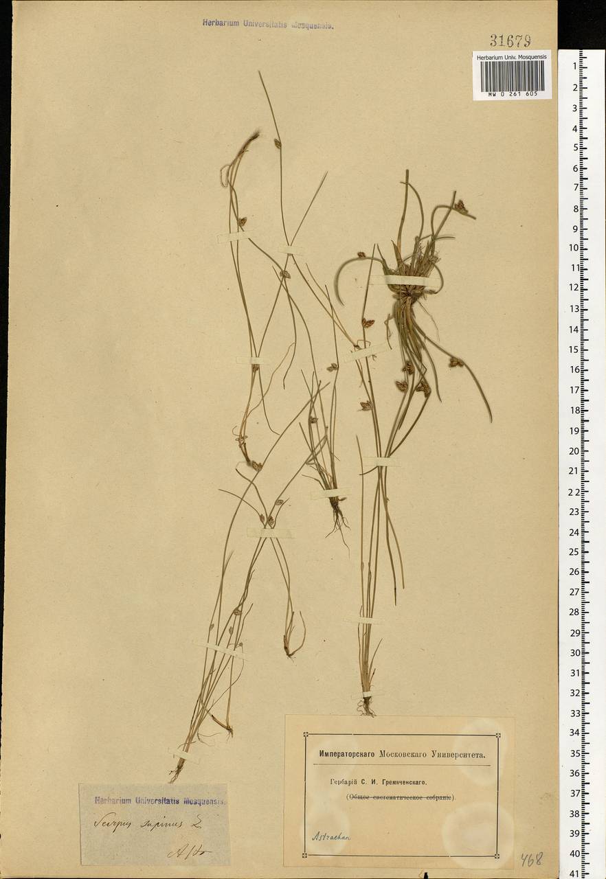 Schoenoplectiella supina (L.) Lye, Eastern Europe, Lower Volga region (E9) (Russia)