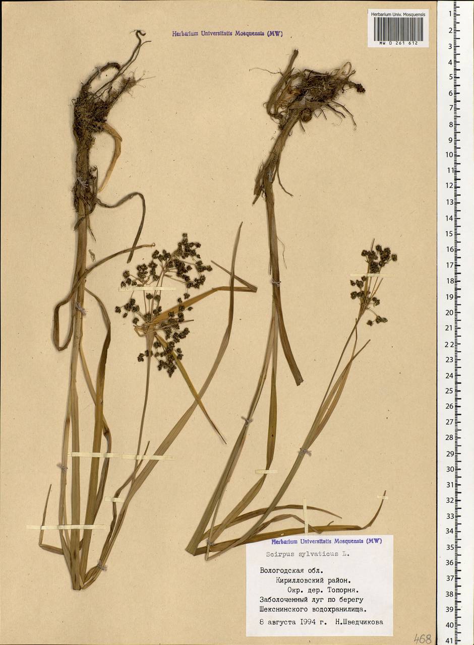 Scirpus sylvaticus L., Eastern Europe, Northern region (E1) (Russia)