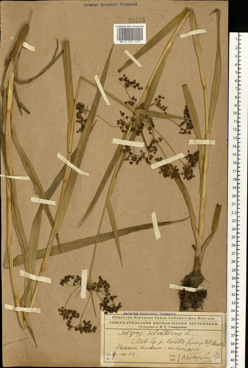 Scirpus sylvaticus L., Eastern Europe, Northern region (E1) (Russia)