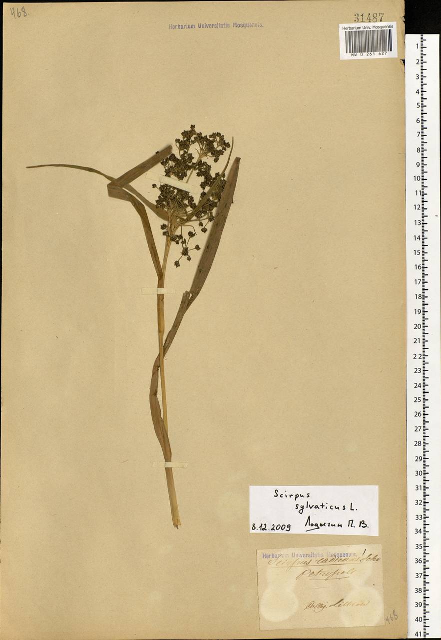 Scirpus sylvaticus L., Eastern Europe, North-Western region (E2) (Russia)