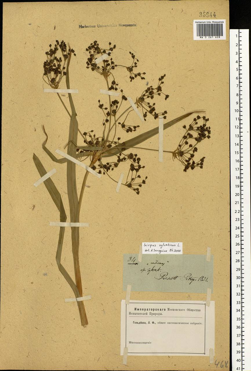 Scirpus sylvaticus L., Eastern Europe, North-Western region (E2) (Russia)