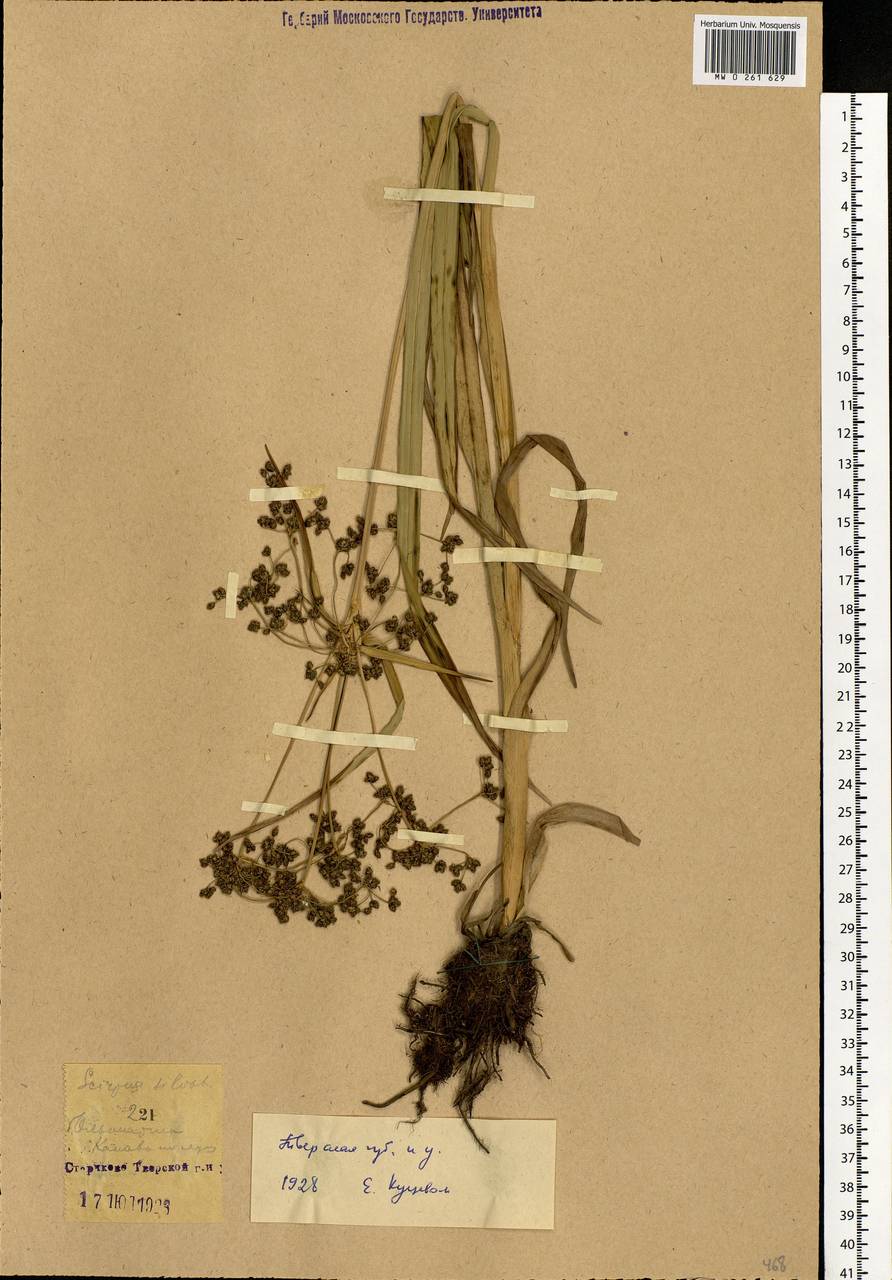 Scirpus sylvaticus L., Eastern Europe, North-Western region (E2) (Russia)