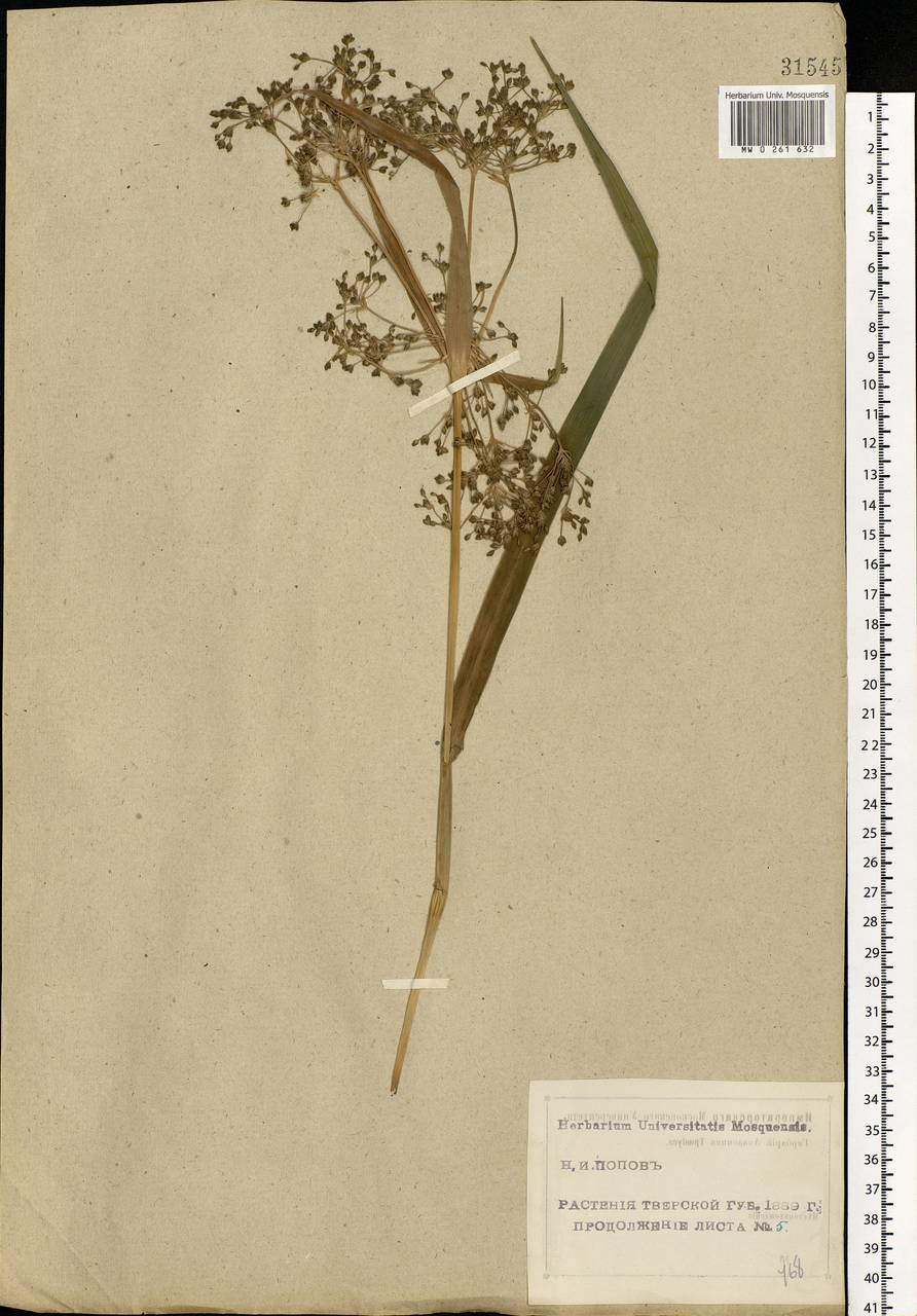 Scirpus sylvaticus L., Eastern Europe, North-Western region (E2) (Russia)