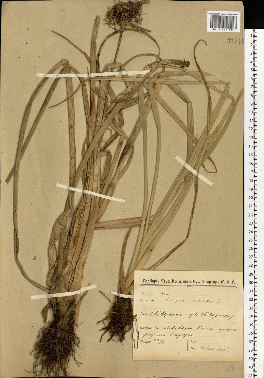 Scirpus sylvaticus L., Eastern Europe, North-Western region (E2) (Russia)