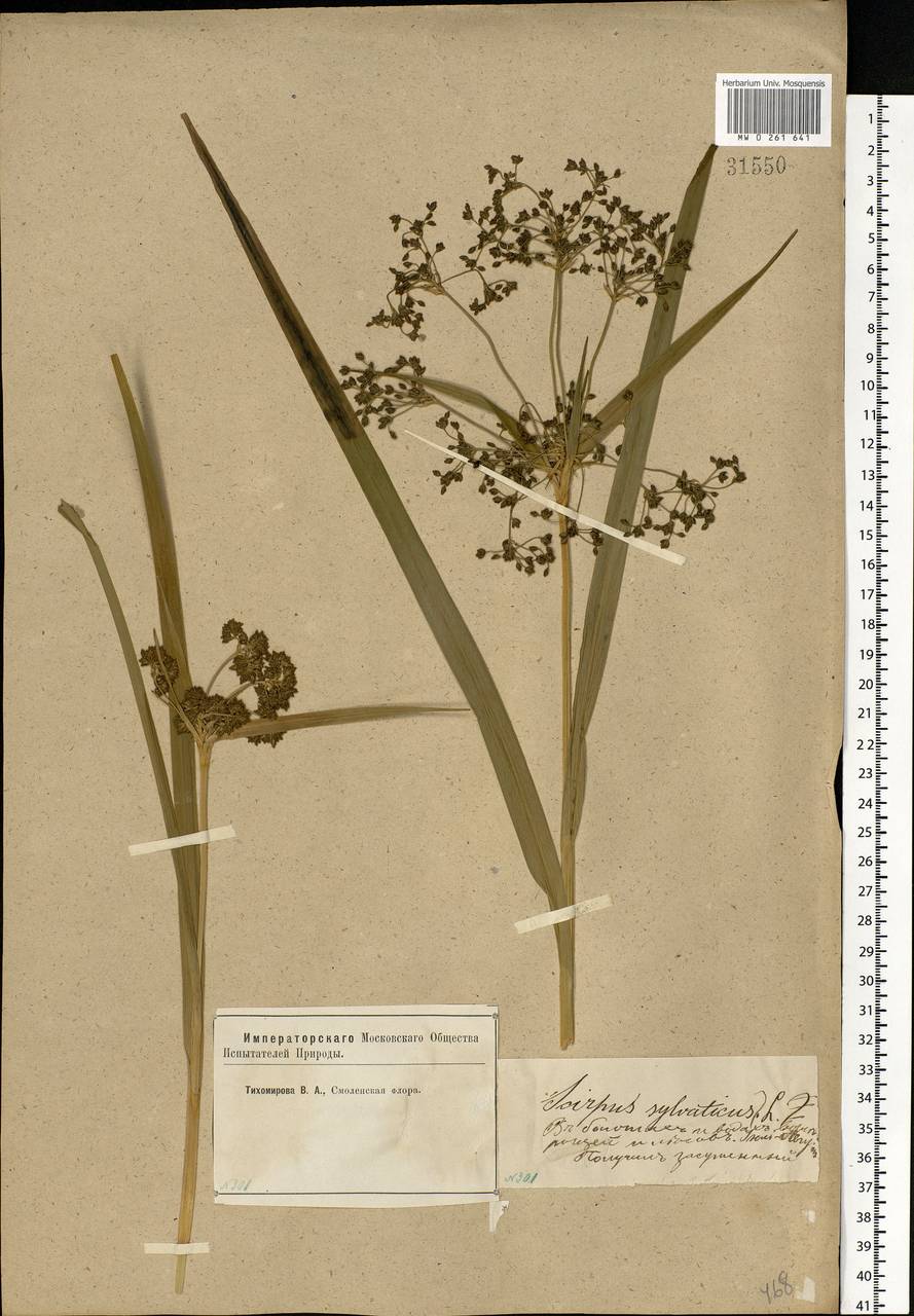 Scirpus sylvaticus L., Eastern Europe, Western region (E3) (Russia)