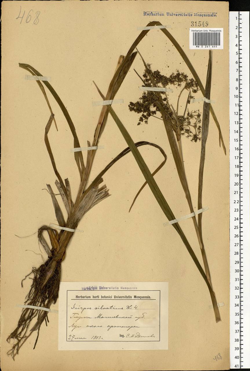 Scirpus sylvaticus L., Eastern Europe, Belarus (E3a) (Belarus)