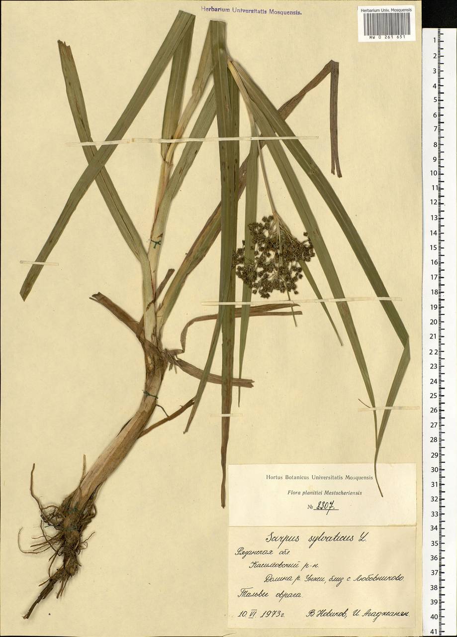 Scirpus sylvaticus L., Eastern Europe, Central region (E4) (Russia)