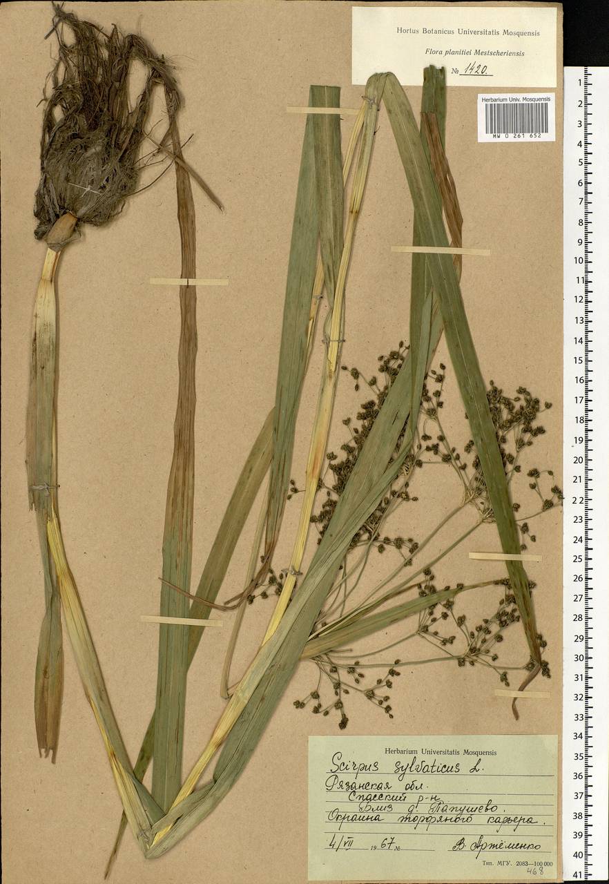 Scirpus sylvaticus L., Eastern Europe, Central region (E4) (Russia)