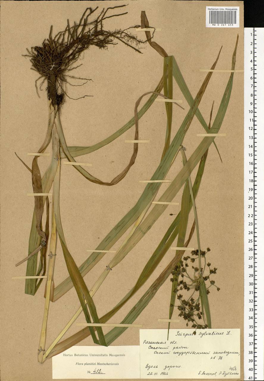 Scirpus sylvaticus L., Eastern Europe, Central region (E4) (Russia)