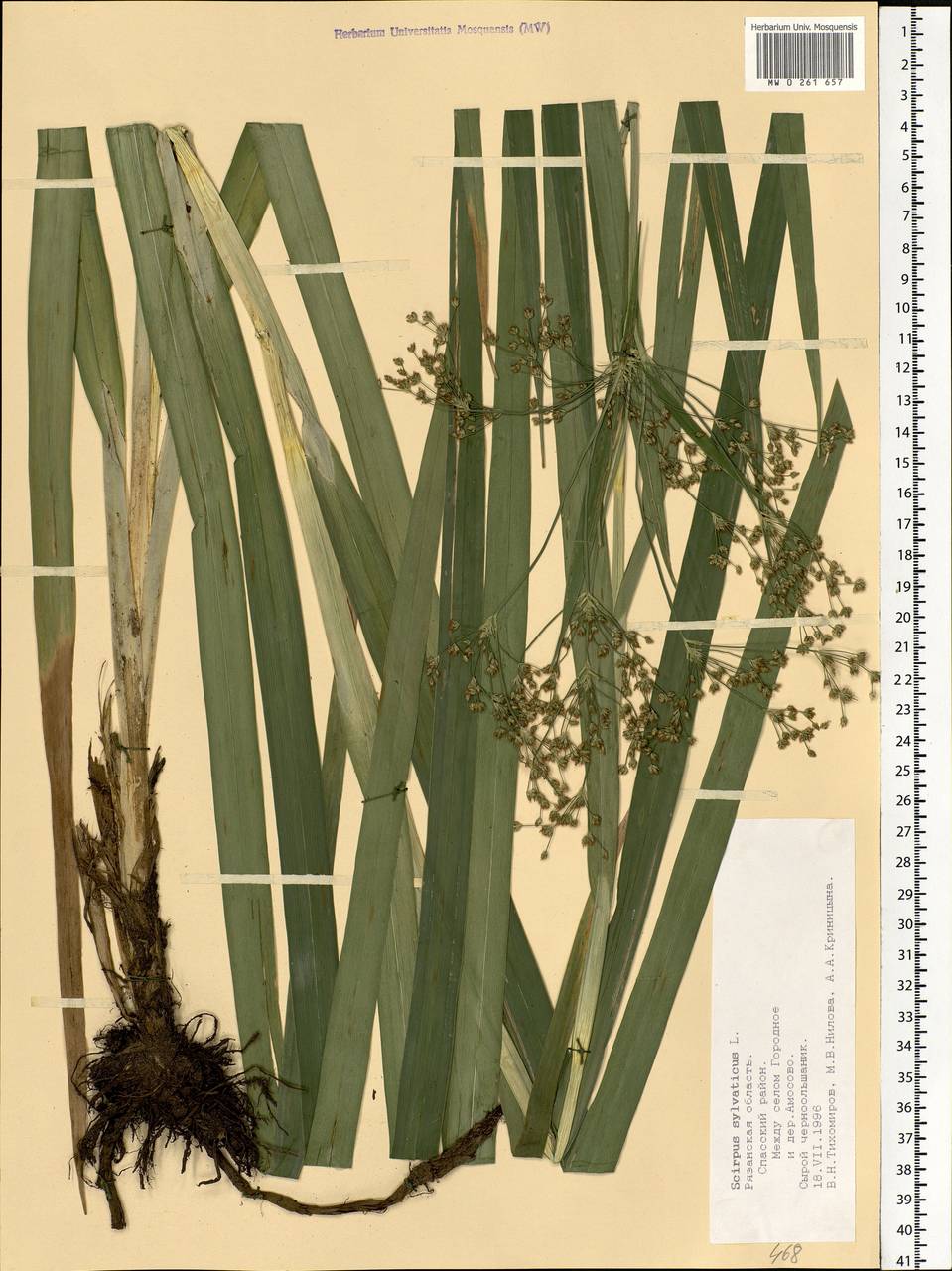 Scirpus sylvaticus L., Eastern Europe, Central region (E4) (Russia)