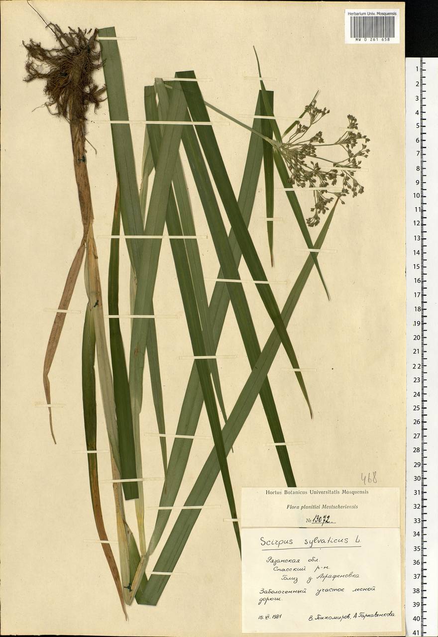 Scirpus sylvaticus L., Eastern Europe, Central region (E4) (Russia)