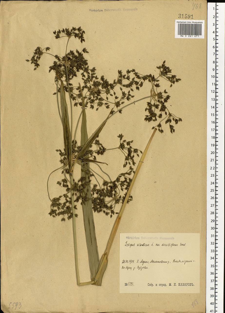 Scirpus sylvaticus L., Eastern Europe, Central region (E4) (Russia)