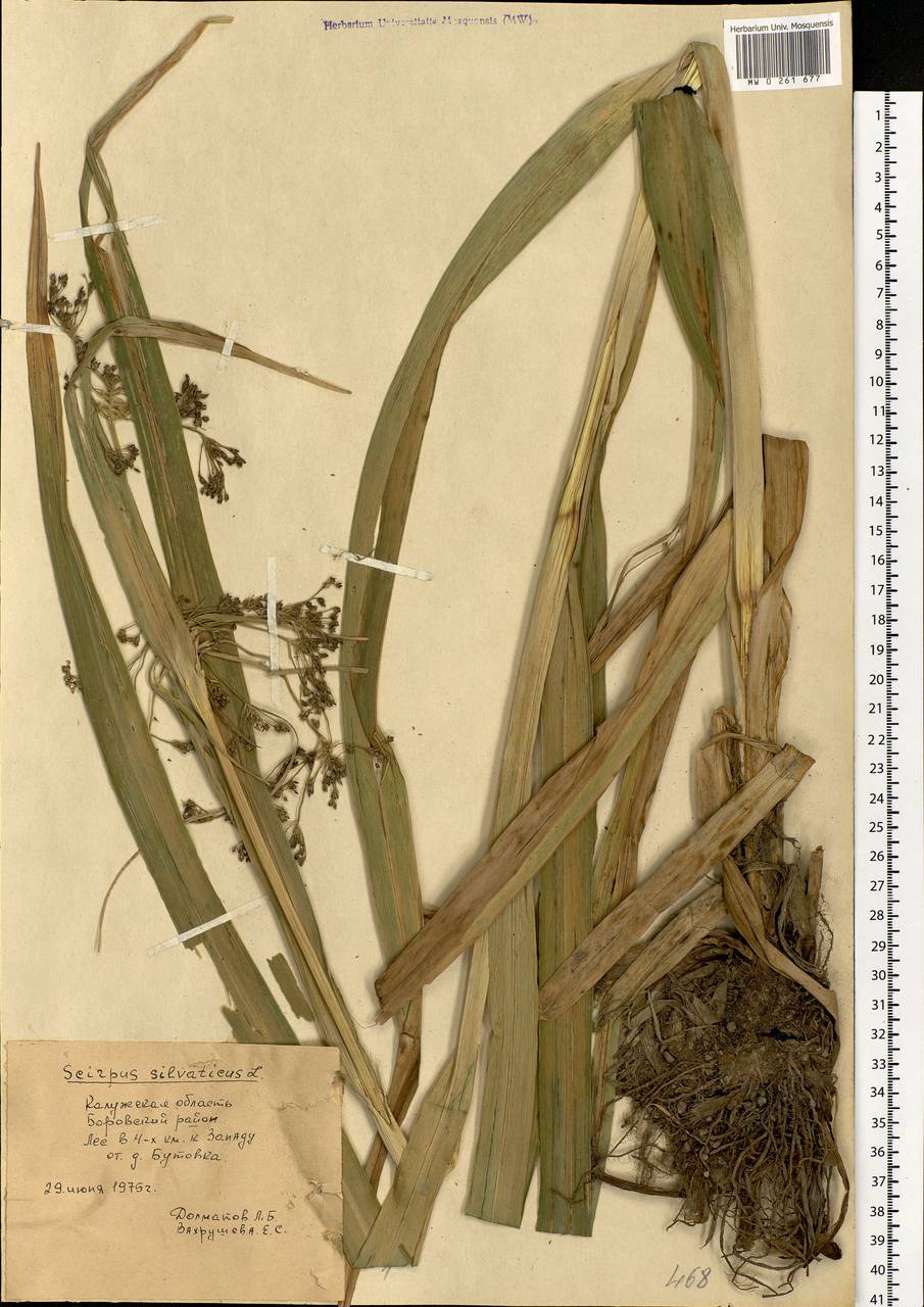 Scirpus sylvaticus L., Eastern Europe, Central region (E4) (Russia)