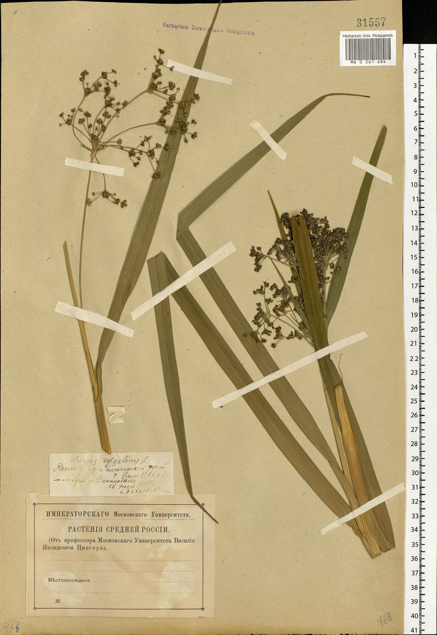 Scirpus sylvaticus L., Eastern Europe, Central region (E4) (Russia)
