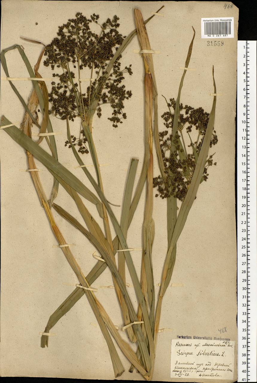 Scirpus sylvaticus L., Eastern Europe, Central region (E4) (Russia)