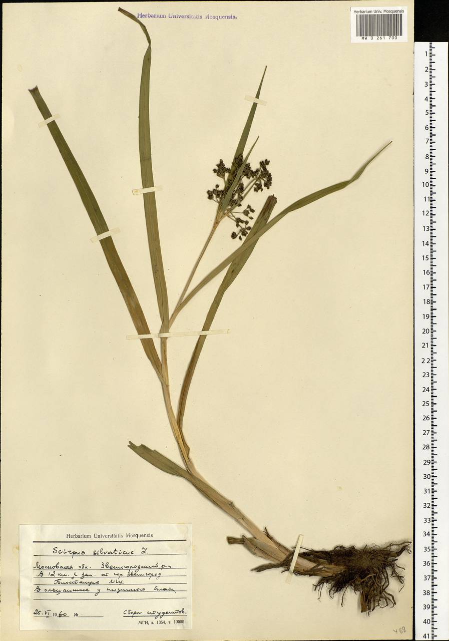 Scirpus sylvaticus L., Eastern Europe, Moscow region (E4a) (Russia)